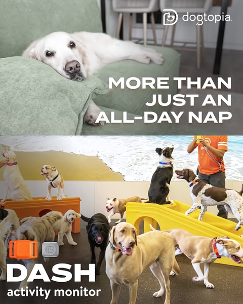 A 4:5 vertical ad featuring a top image of a resting dog and a bottom image of active dogs at daycare, promoting an activity tracker.